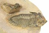 Acanthopyge & Metacanthina Trilobites - Lhandar Formation #309220-3